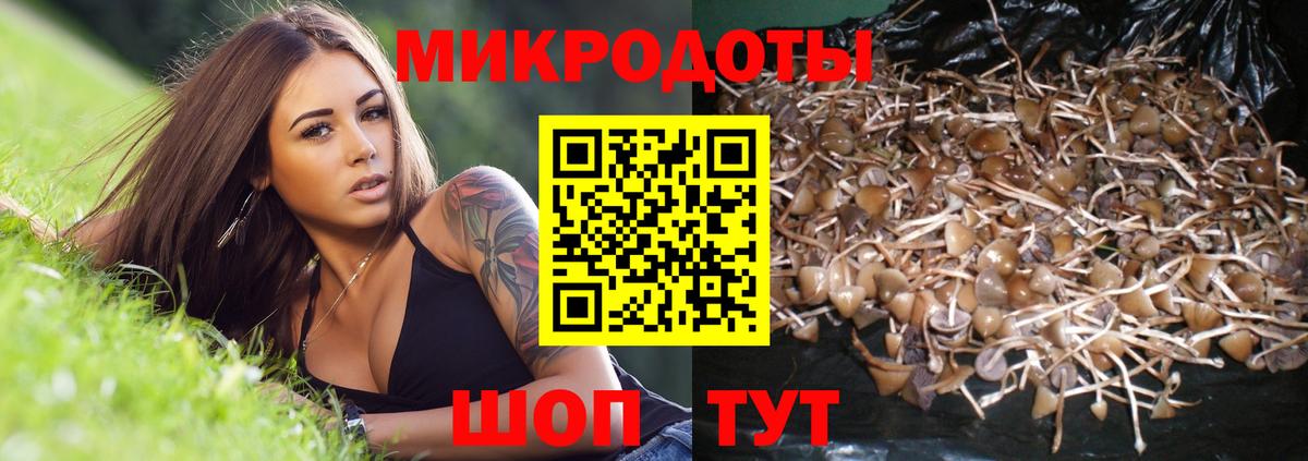 Галлюциногенные грибы Psilocybine cubensis Воронеж